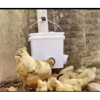 Chicken Feeding Port