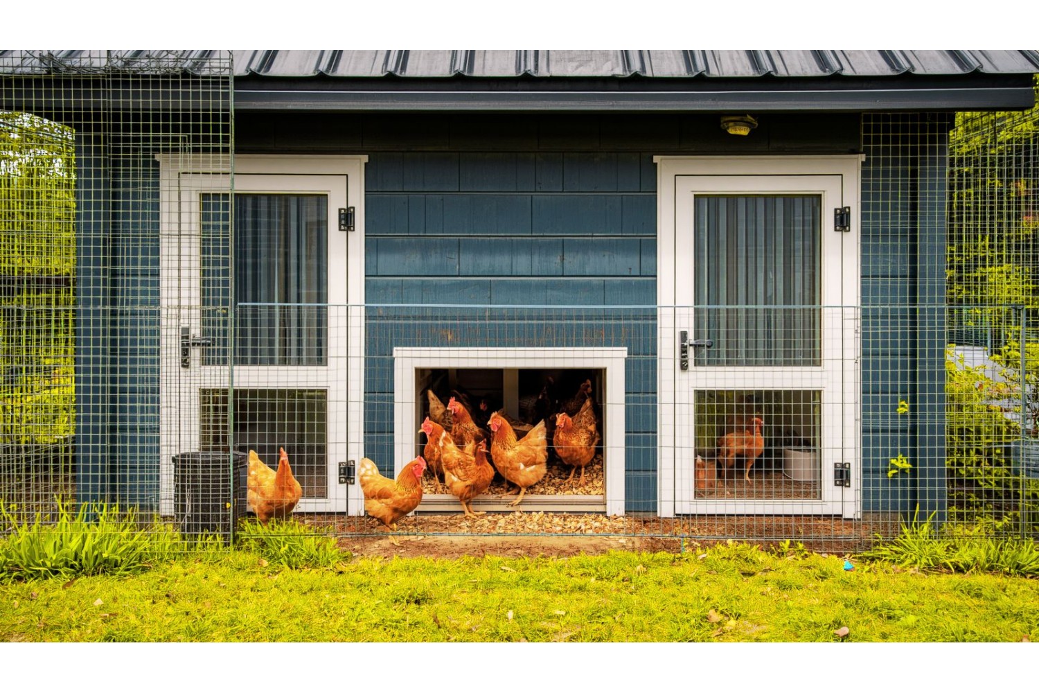 Smart Coop Doors: Do They Really Protect Your Flock